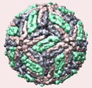 A dengue virus particle