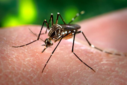 A female Aedes aegypti taking a blood meal