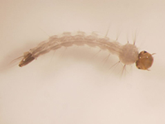 Aedes aegypti larvae stage