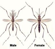 Aedes aegypti male and female