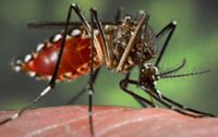 Aedes aegypti, the typical white markings on the legs