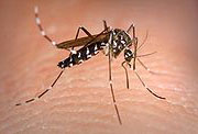 Asian tiger mosquito or Aedes albopictus