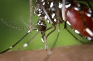 Asian tiger mosquito or Aedes albopictus