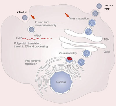 Dengue virus life cycle.