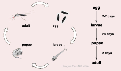 Life cycle of Aedes aegypti