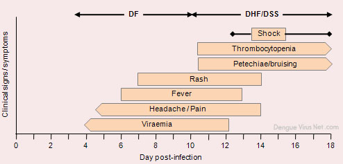 Generalized time course of the events associated with DF, DHF, and DSS