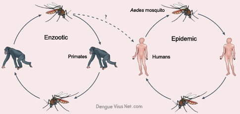 Transmission of dengue viruses